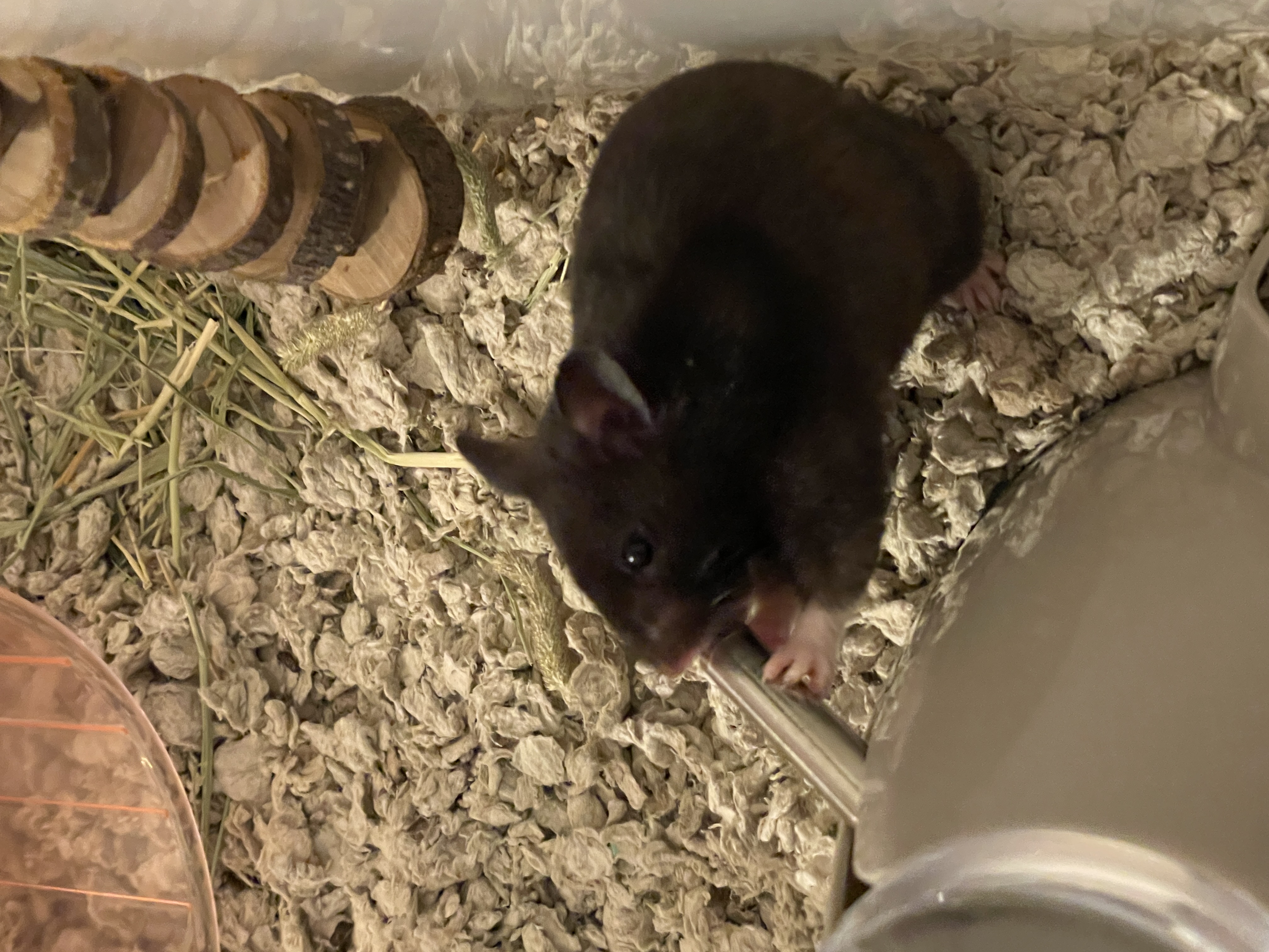 Hamster